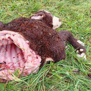 Bürgerinitiative für wolfsfreie Dörfer Eifel-Hunsrück