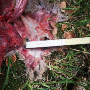Bürgerinitiative für wolfsfreie Dörfer Eifel-Hunsrück