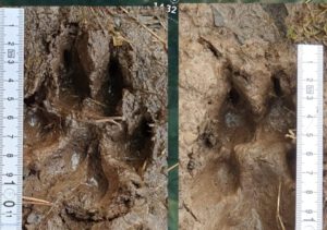 Bürgerinitiative für wolfsfreie Dörfer Eifel-Hunsrück