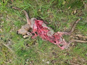 Bürgerinitiative für wolfsfreie Dörfer Eifel-Hunsrück