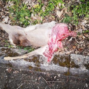 Bürgerinitiative für wolfsfreie Dörfer Eifel-Hunsrück