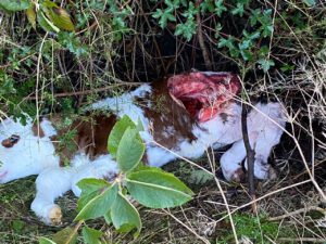 Bürgerinitiative für wolfsfreie Dörfer Eifel-Hunsrück
